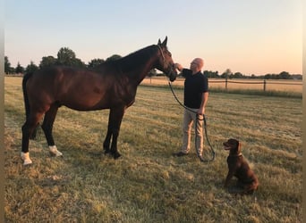 Hanoverian, Gelding, 14 years, 17,2 hh, Bay-Dark