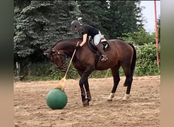 Hanoverian, Gelding, 14 years, 17,2 hh, Bay-Dark