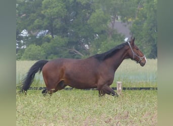 Hanoverian, Gelding, 14 years, 17,2 hh, Bay-Dark