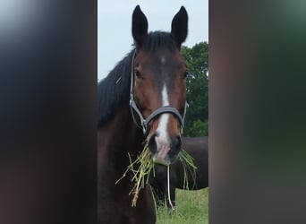 Hanoverian, Gelding, 14 years, 17,2 hh, Bay-Dark