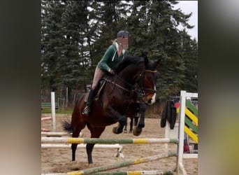 Hanoverian, Gelding, 14 years, 17,2 hh, Bay-Dark