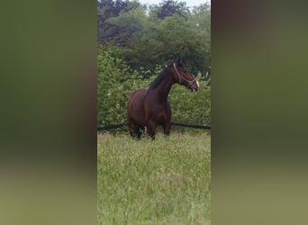 Hanoverian, Gelding, 14 years, 17,2 hh, Bay-Dark