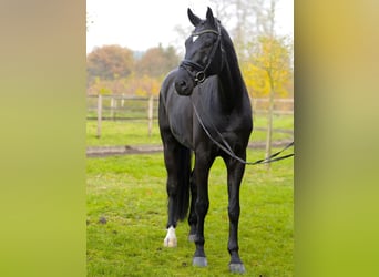 Hanoverian, Gelding, 14 years, 17,2 hh, Black