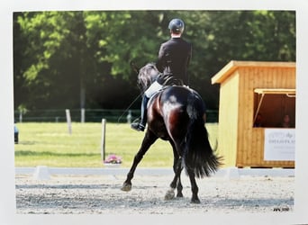 Hanoverian, Gelding, 14 years, 17,2 hh, Black