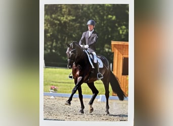 Hanoverian, Gelding, 14 years, 17,2 hh, Black