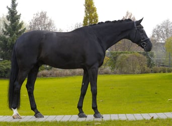 Hanoverian, Gelding, 14 years, 17,2 hh, Black