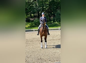 Hanoverian, Gelding, 14 years, 17 hh, Bay-Dark