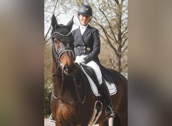 Hanoverian, Gelding, 14 years, 17 hh, Bay-Dark