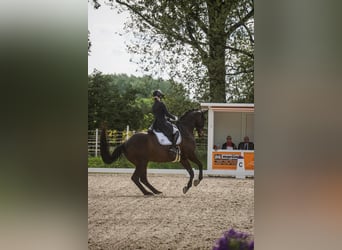 Hanoverian, Gelding, 14 years, 17 hh, Bay-Dark