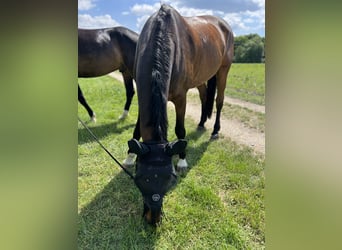 Hanoverian, Gelding, 14 years, 17 hh, Bay-Dark