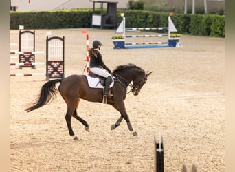 Hanoverian, Gelding, 14 years, 17 hh, Bay-Dark