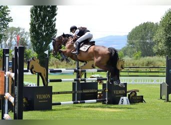 Hanoverian, Gelding, 14 years, 17 hh, Bay-Dark