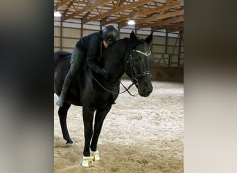 Hanoverian, Gelding, 14 years, 17 hh, Black