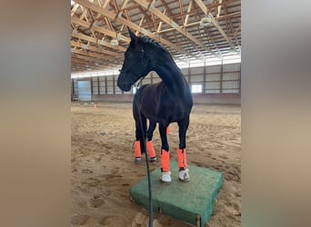 Hanoverian, Gelding, 14 years, 17 hh, Black