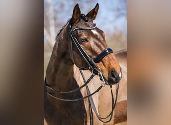 Hanoverian, Gelding, 14 years, 17 hh, Brown