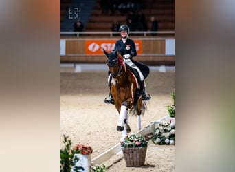 Hanoverian, Gelding, 14 years, 17 hh, Brown