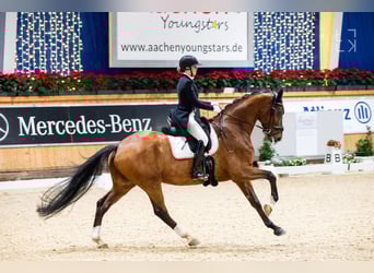 Hanoverian, Gelding, 14 years, 17 hh, Brown