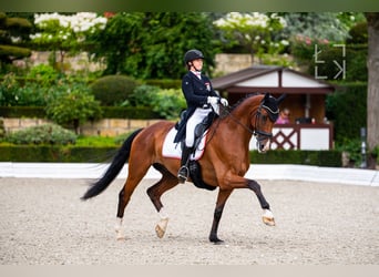 Hanoverian, Gelding, 14 years, 17 hh, Brown