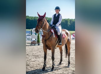 Hanoverian, Gelding, 14 years, 17 hh, Brown
