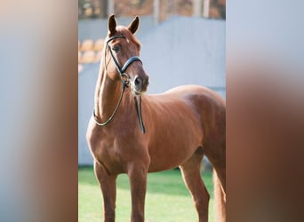 Hanoverian, Gelding, 14 years, 17 hh, Chestnut