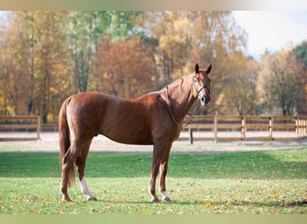 Hanoverian, Gelding, 14 years, 17 hh, Chestnut