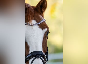 Hanoverian, Gelding, 14 years, 17 hh, Chestnut-Red