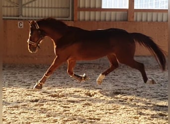 Hanoverian, Gelding, 14 years, 17 hh