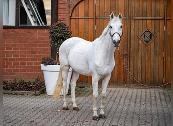 Hanoverian, Gelding, 14 years, 17 hh, Grey