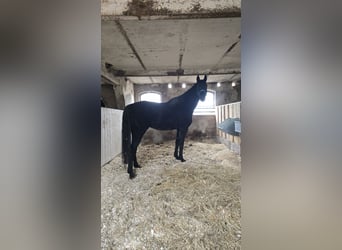 Hanoverian, Gelding, 14 years, 18 hh, Black
