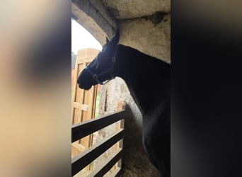 Hanoverian, Gelding, 14 years, 18 hh, Black