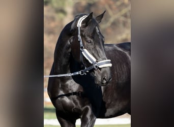 Hanoverian, Gelding, 14 years, Black