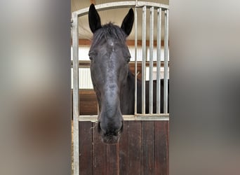 Hanoverian, Gelding, 14 years, Black