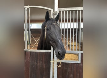 Hanoverian, Gelding, 14 years, Black