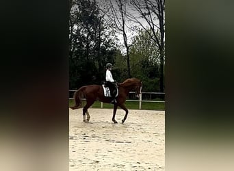 Hanoverian, Gelding, 15 years, 16,1 hh, Chestnut-Red