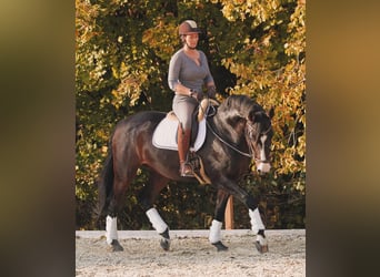 Hanoverian, Gelding, 15 years, 16,2 hh, Bay-Dark