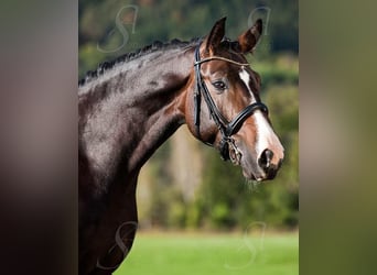 Hanoverian, Gelding, 15 years, 16,2 hh, Bay-Dark