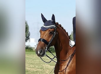Hanoverian, Gelding, 15 years, 16.2 hh, Chestnut