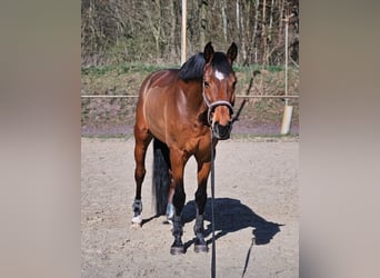 Hanoverian, Gelding, 15 years, 16 hh, Bay