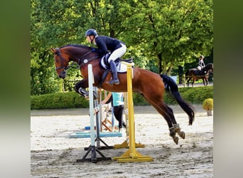Hanoverian, Gelding, 15 years, 16 hh, Brown