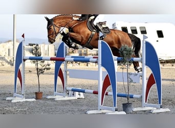 Hanoverian, Gelding, 15 years, 16,1 hh, Brown