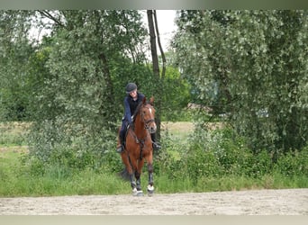 Hanoverian, Gelding, 15 years, 16,1 hh, Brown