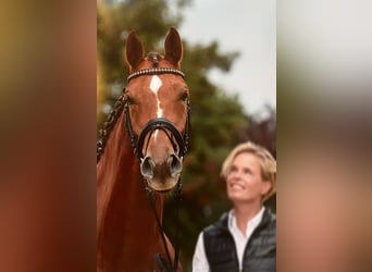Hanoverian, Gelding, 15 years, 16,1 hh, Chestnut