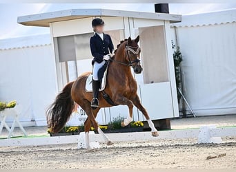 Hanoverian, Gelding, 15 years, 16,1 hh, Chestnut