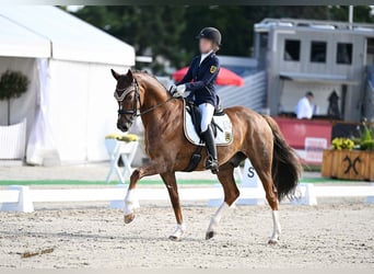 Hanoverian, Gelding, 15 years, 16,1 hh, Chestnut