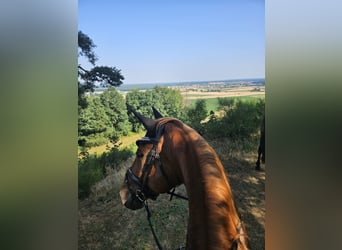 Hanoverian, Gelding, 15 years, 17.1 hh, Chestnut-Red