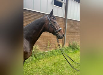 Hanoverian, Gelding, 15 years, 17 hh, Bay-Dark