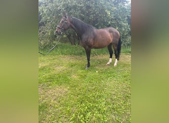 Hanoverian, Gelding, 15 years, 17 hh, Bay-Dark