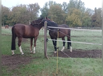 Hanoverian, Gelding, 15 years, 17 hh, Bay-Dark