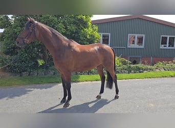 Hanoverian, Gelding, 15 years, 17 hh, Brown