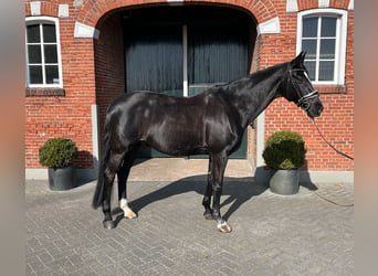 Hanoverian, Gelding, 16 years, 16,1 hh, Black